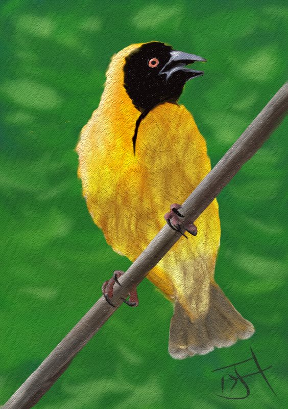 Name:  Yellow Bird.jpg
Views: 1333
Size:  124.4 KB