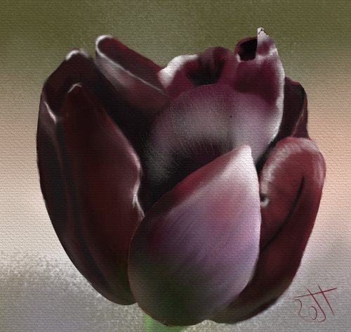 Name:  Tulip.jpg
Views: 246
Size:  43.4 KB