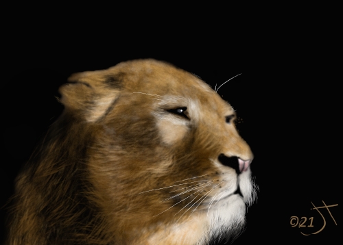 Name:  LionessAR.jpg
Views: 3938
Size:  74.7 KB