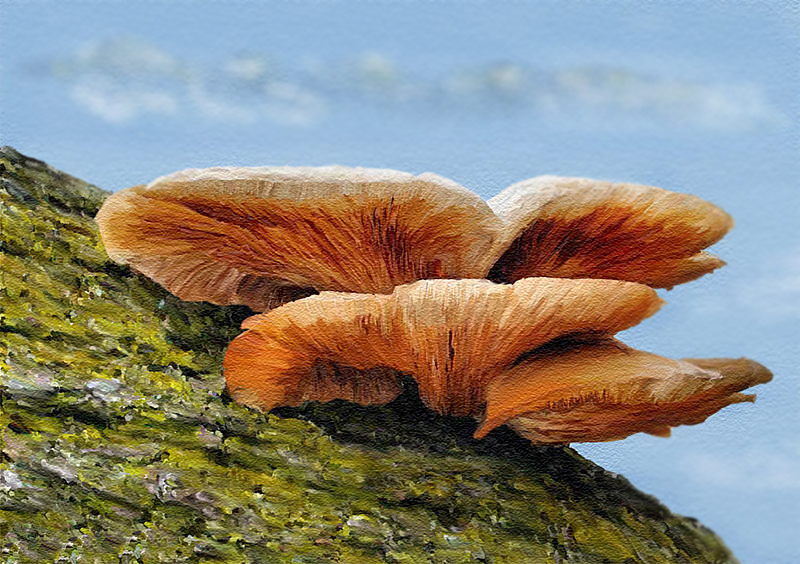 Name:  fungi2.jpg
Views: 162
Size:  381.6 KB