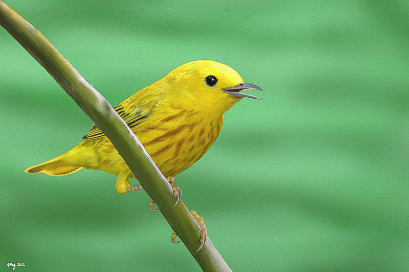 Click image for larger version. 

Name:	yellow_warbler_small.jpg 
Views:	200 
Size:	84.9 KB 
ID:	91143