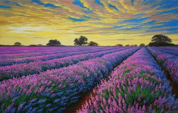 Name:  tranh-canh-dong-hoa-lavender.jpg
Views: 666
Size:  80.1 KB