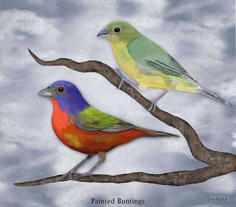 Click image for larger version. 

Name:	painted buntings sm.jpg 
Views:	208 
Size:	192.9 KB 
ID:	92787