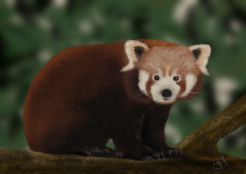 Name:  Red Panda.jpg
Views: 432
Size:  347.8 KB