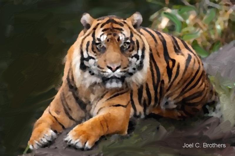 Click image for larger version. 

Name:	Tiger on a Log.jpg 
Views:	205 
Size:	74.8 KB 
ID:	95807