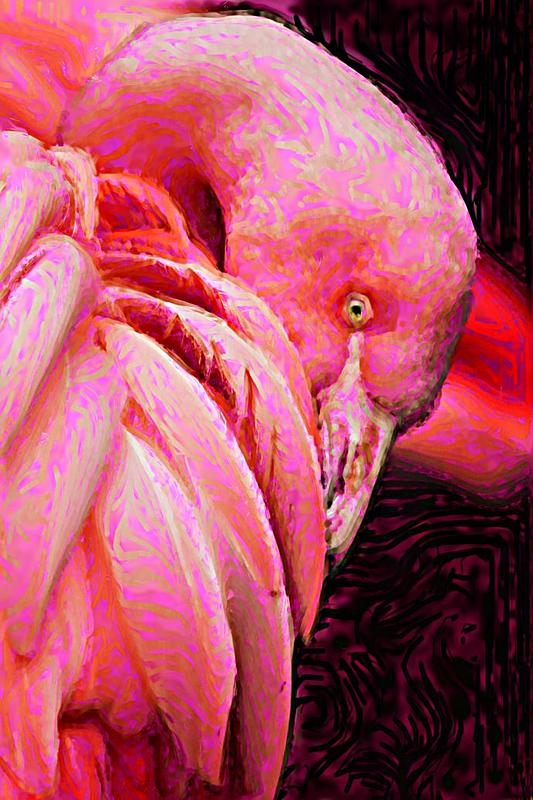 Click image for larger version. 

Name:	Flamingo Dreams.jpg 
Views:	56 
Size:	119.4 KB 
ID:	102878