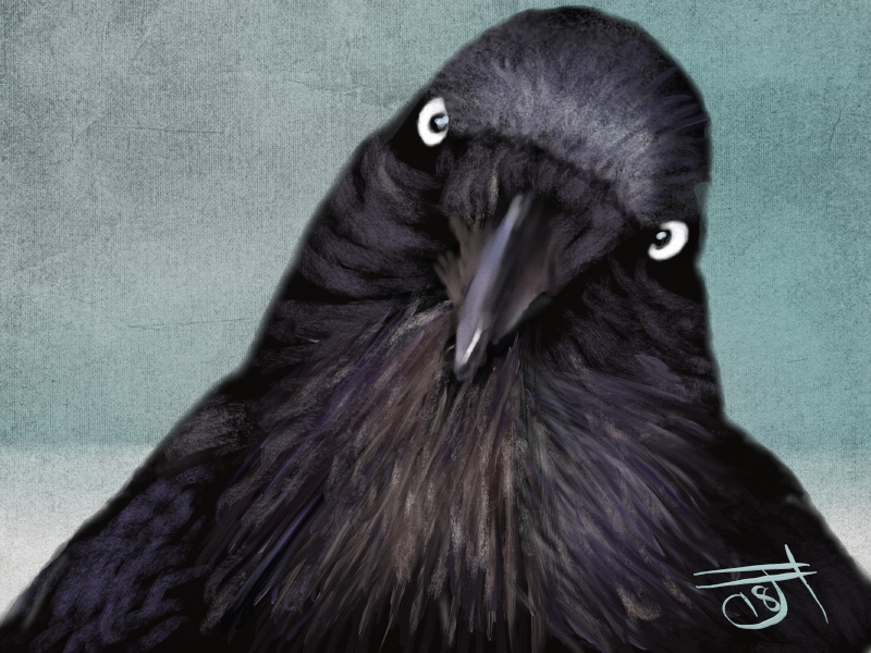 Name:  Raven.jpg
Views: 515
Size:  362.4 KB