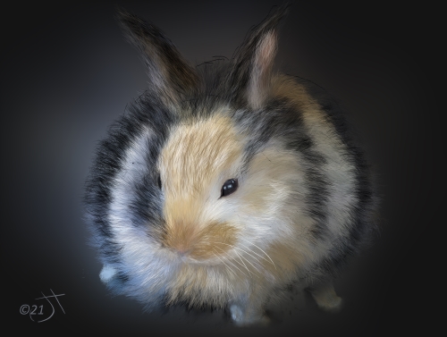 Name:  Pretty RabbitAR.jpg
Views: 147
Size:  89.6 KB